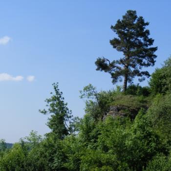 Königstein Frankenjura Kiefer