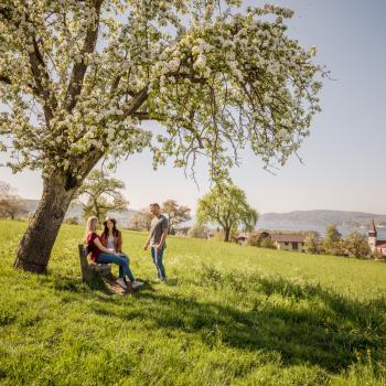 Premiumwandern auf dem SeeGang - Konstanz Obstblüte - (c) MTK Dagmar Schwelle