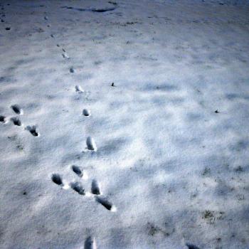 Kreuzende Fährten Fuchs und Hase - Auf Spurensuche im Nationalpark Donau-Auen - (c) Dolecek