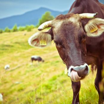 Gäste können eine Kuh adoptieren, sie im Sommer besuchen und den würzigen „Slow Food Almkäse“ aus deren Milch gleich mitnehmen - (c) Storytravelers TVB Valsugana Lagorai