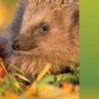 LBV Faltblatt: Igel - was ihnen wirklich hilft