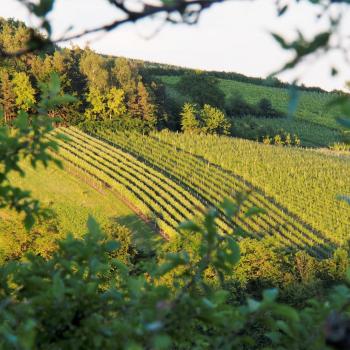 Weinwandern im Lieblichen Taubertal, eine wunderbare Region um zu Fuß vieles über Weinbau und -geschichte zu erfahren - (c) Tourismusverband Liebliches Taubertal / Tom Weller