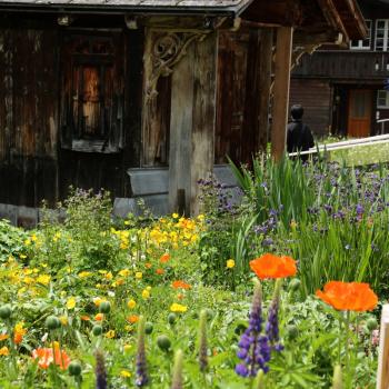 Von Juni bis September blühen über 150 verschiedene Bergblumenarten von Enzian über Alpenrosen bis hin zu Edelweiss