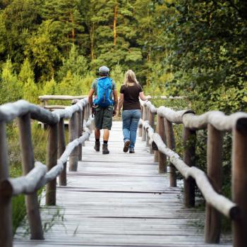 Moor-Erlebnispfad im Naturpark Heidenreichstein - (c) Waldviertel Tourismus, Wein Franz