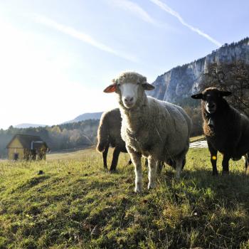 'Landschaftspfleger' im Naturpark Hohe Wand - (c) Naturparke Niederösterreich, Robert Herbst