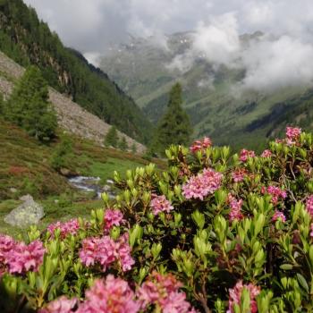 Wander in Osttirol mit einem Ass im Villgratental - Vom Villgratental aus kann man diese auch am Karnischen Kamm bewundern - (c) Jörg Bornmann