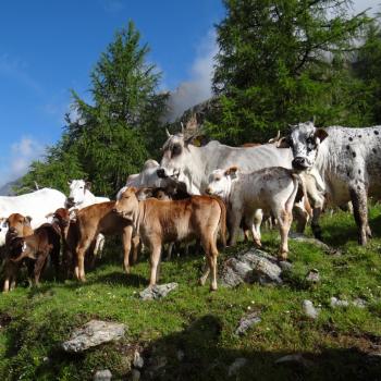 Wander in Osttirol mit einem Ass im Villgratental - Vom Villgratental aus kann man diese auch am Karnischen Kamm bewundern - (c) Jörg Bornmann