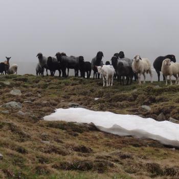 Wander in Osttirol mit einem Ass im Villgratental - Vom Villgratental aus kann man diese auch am Karnischen Kamm bewundern - (c) Jörg Bornmann