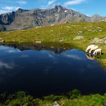 Osttirol - Schafe zählen im Schlaraffenland