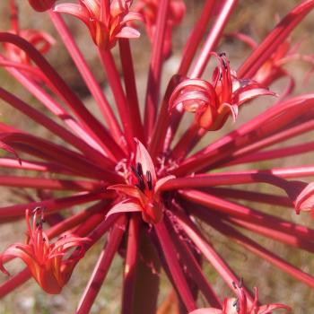 Wildblumen statt Wüste - die Blütenpracht Südafrikas - (c) Jörg Bornmann