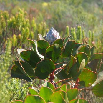 Südafrika - Wanderparadies mit über 1.000 Routen - (c) Jörg Bornmann