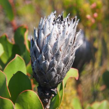 Wildblumen statt Wüste - die Blütenpracht Südafrikas - (c) Jörg Bornmann