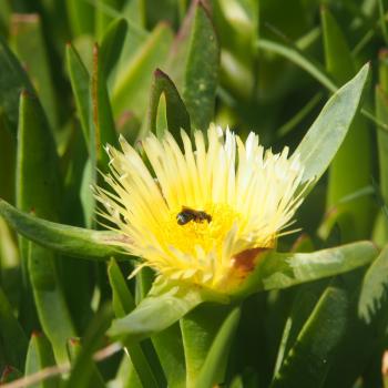 Wildblumen statt Wüste - die Blütenpracht Südafrikas - (c) Jörg Bornmann