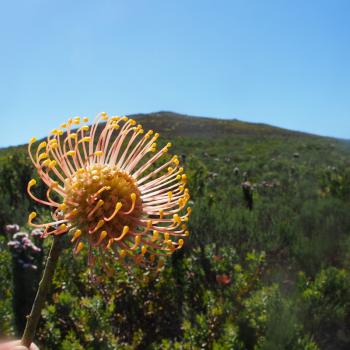 Wildblumen statt Wüste - die Blütenpracht Südafrikas - (c) Jörg Bornmann