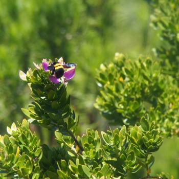 Wildblumen statt Wüste - die Blütenpracht Südafrikas - (c) Jörg Bornmann