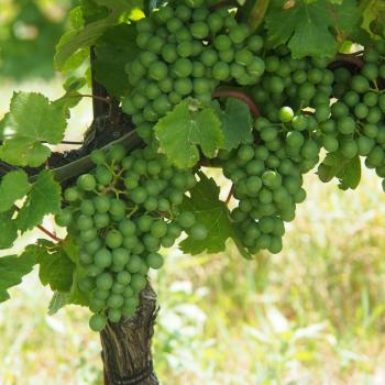 Ohne Wein geht in der Wachau gar nichts, eine Vielfalt an Sorten und Geschmacksrichtungen - (c) Jörg Bornmann