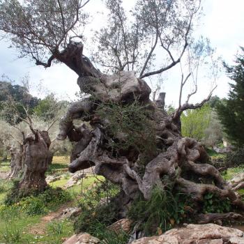 Wandern auf Mallorca - (c) Jörg Bornmann