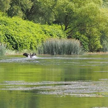 Kanu SaarFari im Wiltinger Saarbogen - Perspektivwechsel auf dem Wasser - (c) Jörg Bornmann