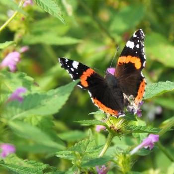 Die Bergmähwiesen sind Lebensraum für Blumen, Kräutern, Gräsern, seltenen Vögel und eine Vielzahl an Schmetterlingen - Wandern im Vogelsberg – Die Gipfeltour Schotten - (c) Jörg Bornmann