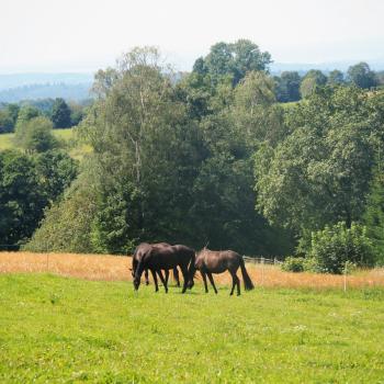 Wälle aus Lesesteinen, die über Jahrhunderte von den Bauern aus den Weiden und Feldern (auf)gelesen wurden, spielen bei der Entstehung dieser Landschaft und der Hecken eine wesentliche Rolle - Wandern im Vogelsberg – Die Gipfeltour Schotten - (c) Jörg Bornmann