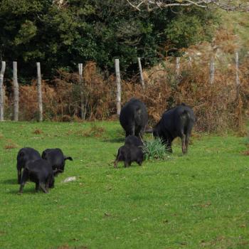 Parco dei Nebrodi - Das Fleisch der schwarzen Schwein der Nebrod ergeben eine wundervolle Salami - (c) Nicoletta De Rossi