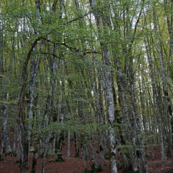 Parco dei Nebrodi - Hier entdeckt man unter anderem den südlichsten Buchenwald Europas - (c) Nicoletta De Rossi