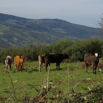 Parco dei Nebrodi - die grasenden Kühe lassen sich von uns nicht stören - (c) Nicoletta De Rossi