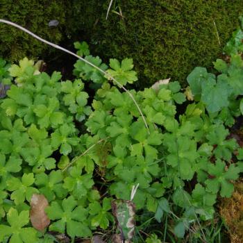 Parco dei Nebrodi - die Petagna Gussonei, eine seltene Pflanze aus der Gattung der Doldenblütler - (c) Nicoletta De Rossi