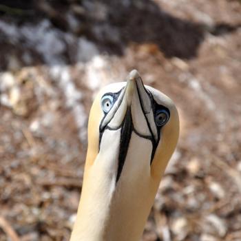 Global Geopark Perce in Kanada - (c) Unesco