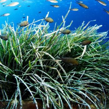 Die Posidonia sorgt für kristallklares Wasser und weiße Strände auf Formentera