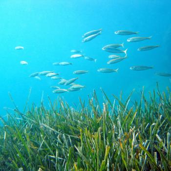 Die Posidonia sorgt für kristallklares Wasser und weiße Strände auf Formentera