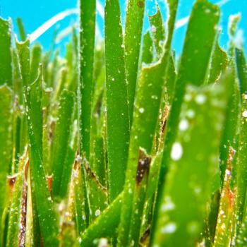 Die Posidonia sorgt für kristallklares Wasser und weiße Strände auf Formentera