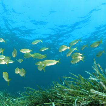 Die Posidonia sorgt für kristallklares Wasser und weiße Strände auf Formentera