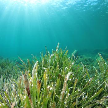 Die Posidonia sorgt für kristallklares Wasser und weiße Strände auf Formentera