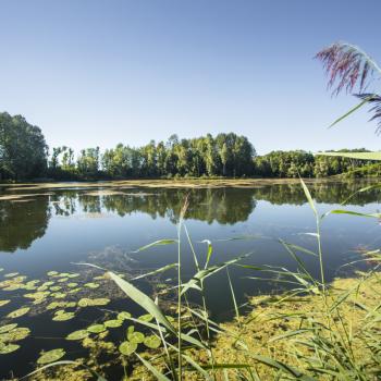 Grüner wandern im Schwäbischen Donautal – der flachste Premiumwanderweg weltweit führt durch den Donauwald