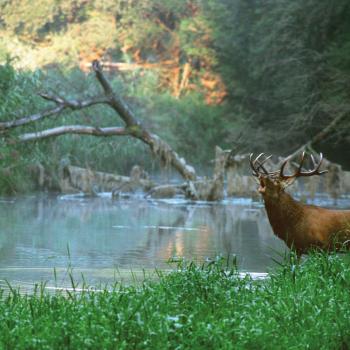 Die Rotwildbrunft im Nationalpark Donau-Auen erleben - (c) Kovacs