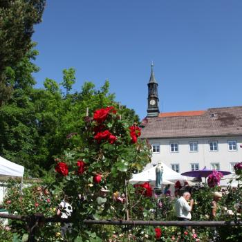 Tölzer Rosentage Bad Tölz Klostergärten