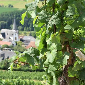 Weinwanderung durch den Ockfener Bockstein - (c) Jörg Bornmann