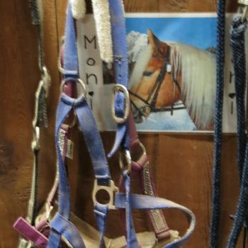 In den Wintermonaten stehen 30 der "blonden Pferde" mit seidigen Langhaarmähnen in den großen Stallungen des Reiterhof Sulfner - (c) Eva-Maria Mayring
