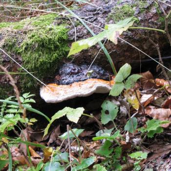 Schliersee Naturwanderungen