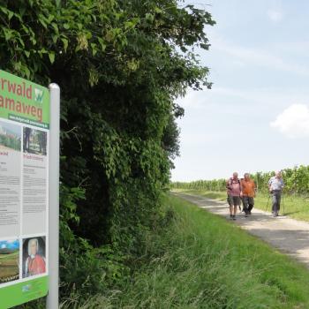 Steigerwald-Panoramaweg - Schlossberg bei Castell - (c) Tourismusverband Steigerwald