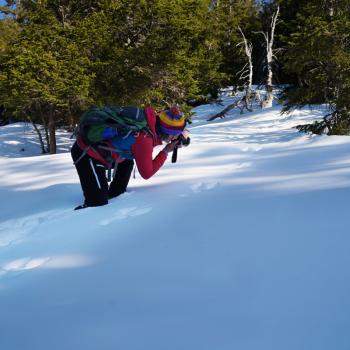 Auf der Wanderung stoßen wir auf die Spuren eines Schneehasen - Winterwanderung auf dem Neunerköpfle - (c) Maren Recken