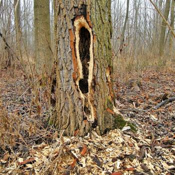 Spechtbaum - Auf Spurensuche im Nationalpark Donau-Auen - (c) Neumair