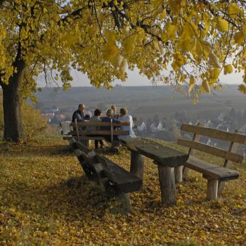 Herbst an der Südlichen Weinstraße: „Keschde“ , die Kastanie, in aller Munde - (c) Südliche Weinstraße