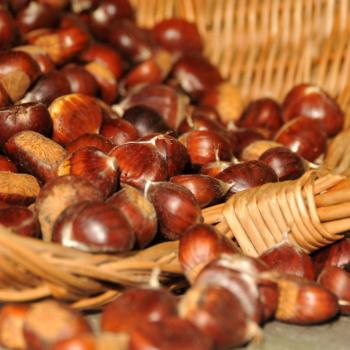 Herbst an der Südlichen Weinstraße: „Keschde“ , die Kastanie, in aller Munde - (c) Südliche Weinstraße