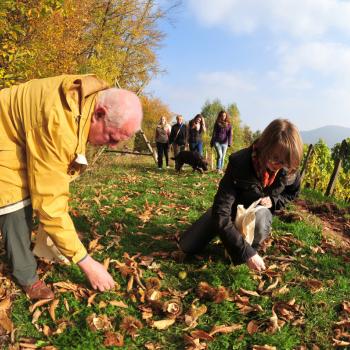 Herbst an der Südlichen Weinstraße: „Keschde“ , die Kastanie, in aller Munde - (c) Südliche Weinstraße