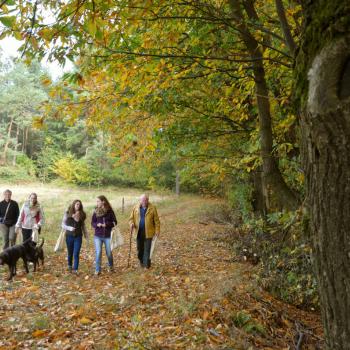 Herbst an der Südlichen Weinstraße: „Keschde“ , die Kastanie, in aller Munde - (c) Südliche Weinstraße