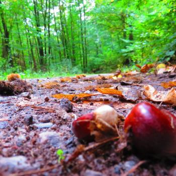 Herbst an der Südlichen Weinstraße: „Keschde“ , die Kastanie, in aller Munde - (c) Südliche Weinstraße