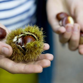 Herbst an der Südlichen Weinstraße: „Keschde“ , die Kastanie, in aller Munde - (c) Südliche Weinstraße