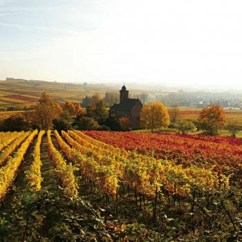 Herbst an der Südlichen Weinstraße: „Keschde“ , die Kastanie, in aller Munde - (c) Südliche Weinstraße